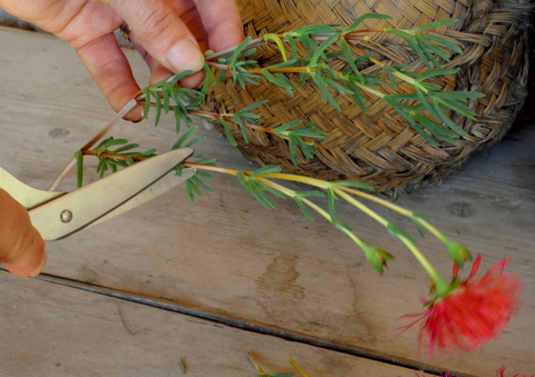 Propagating Ice plants, one of the easiest and best plants for this dry climate